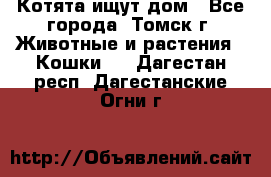 Котята ищут дом - Все города, Томск г. Животные и растения » Кошки   . Дагестан респ.,Дагестанские Огни г.